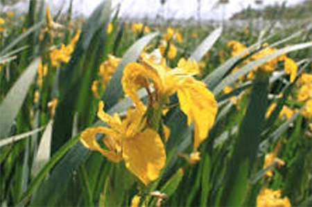 Image of Yellow Flag Iris (Iris Pseudacorus)